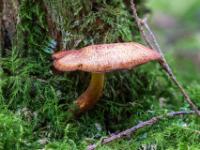 Hellbrauner Pilz am Fuß eines moosbewachsenen Baumstumpfes